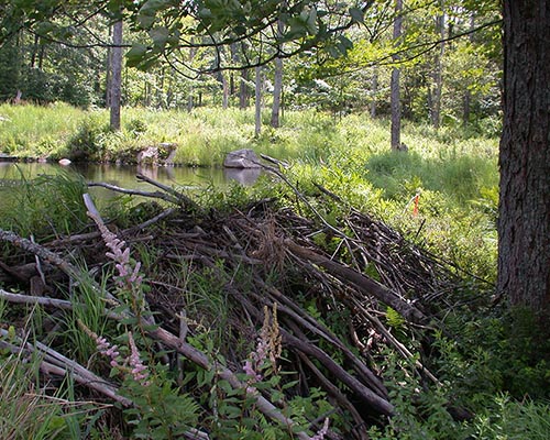 beaver dam